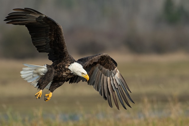 a brown feathered eagle flying